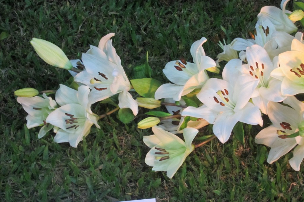 Foto: Buenos Aires en Flor: 2da. Exposición - Ciudad de Buenos Aires (Buenos Aires), Argentina