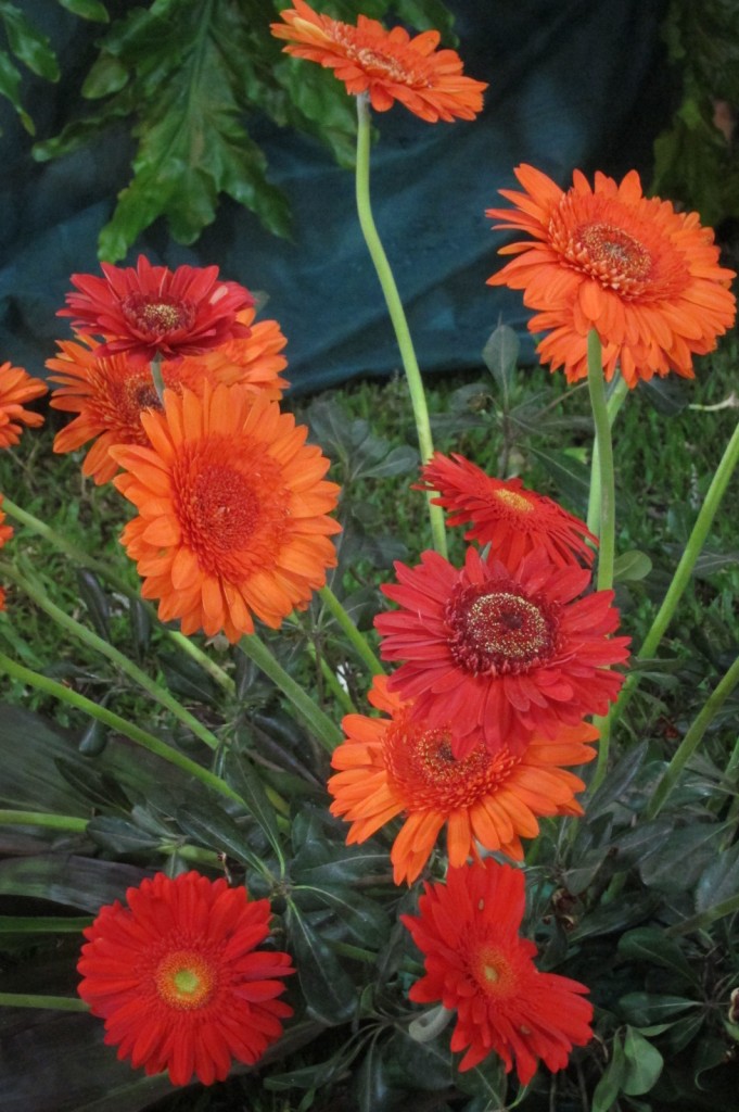 Foto: Buenos Aires en Flor: 2da. Exposición - Ciudad de Buenos Aires (Buenos Aires), Argentina