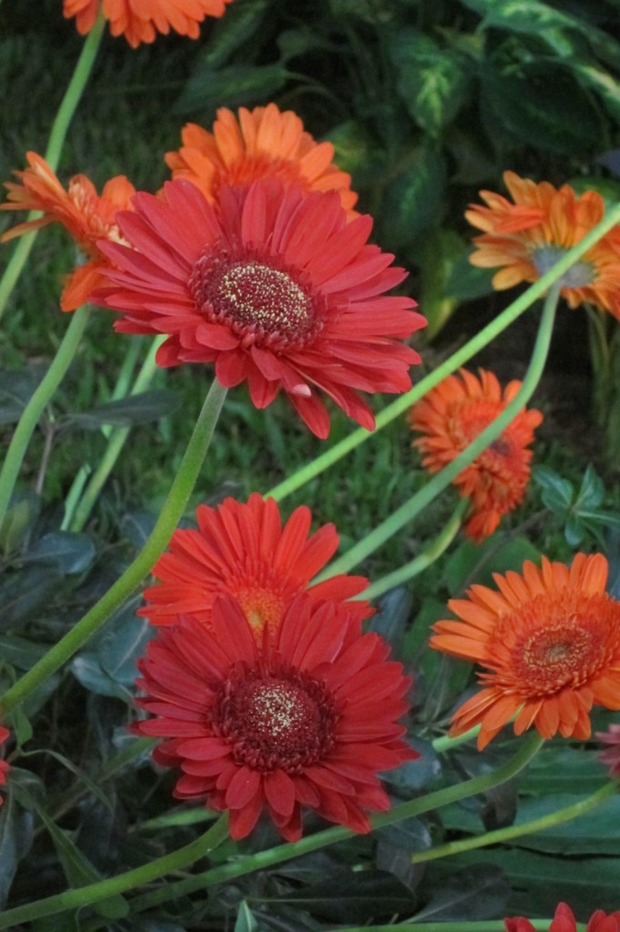 Foto: Buenos Aires en Flor: 2da. Exposición - Ciudad de Buenos Aires (Buenos Aires), Argentina