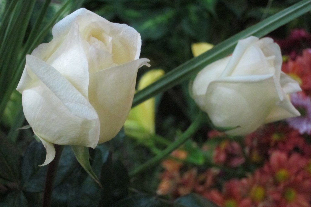 Foto: Buenos Aires en Flor: 2da. Exposición - Ciudad de Buenos Aires (Buenos Aires), Argentina