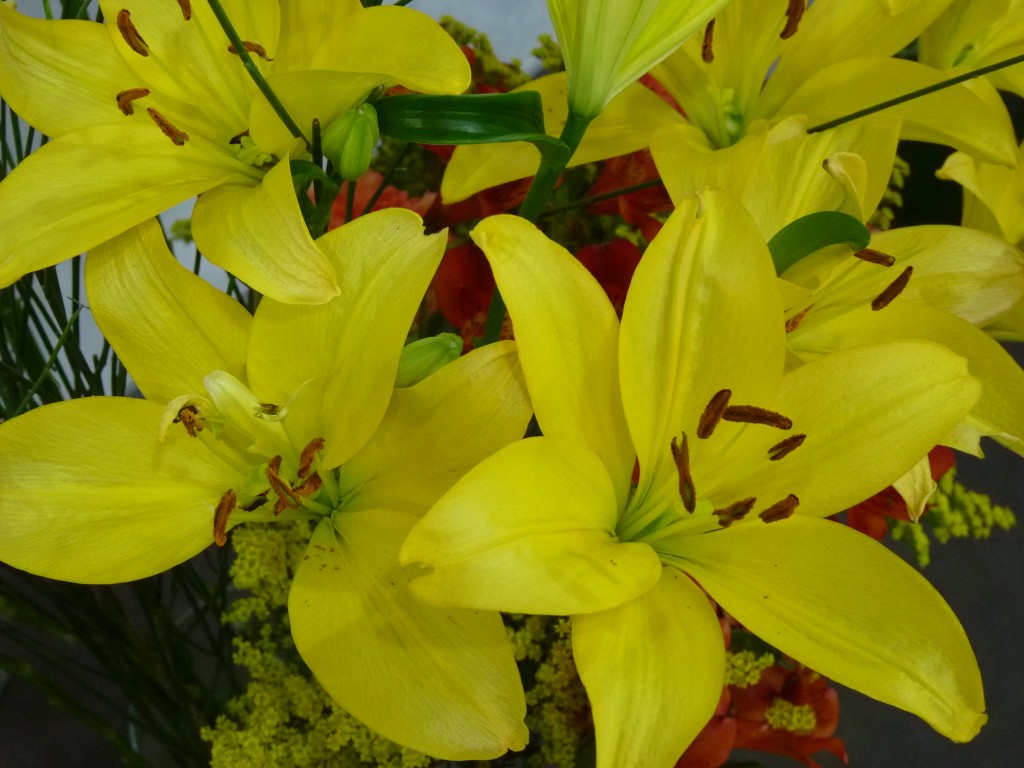 Foto: Exposición floral - Caba (Buenos Aires), Argentina