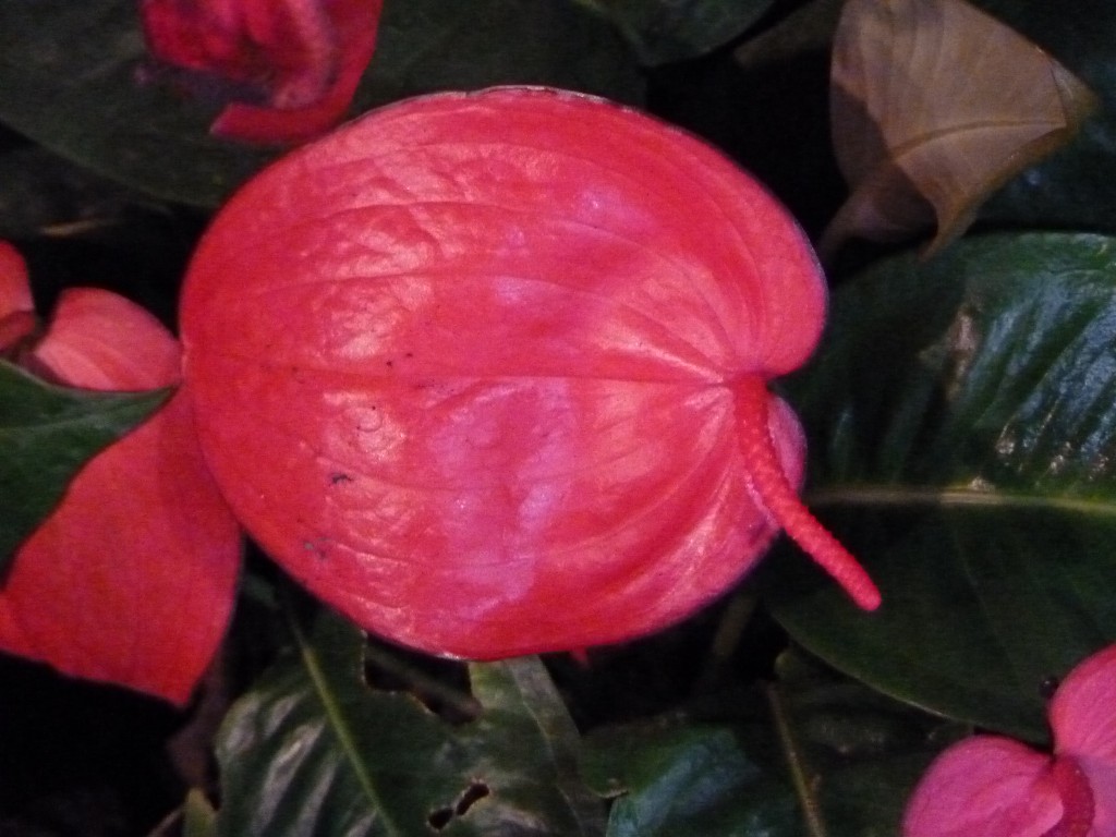 Foto: Exposición floral - Ciudad de Buenos Aires (Buenos Aires), Argentina