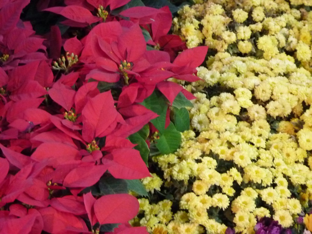 Foto: Exposición floral - Ciudad de Buenos Aires (Buenos Aires), Argentina