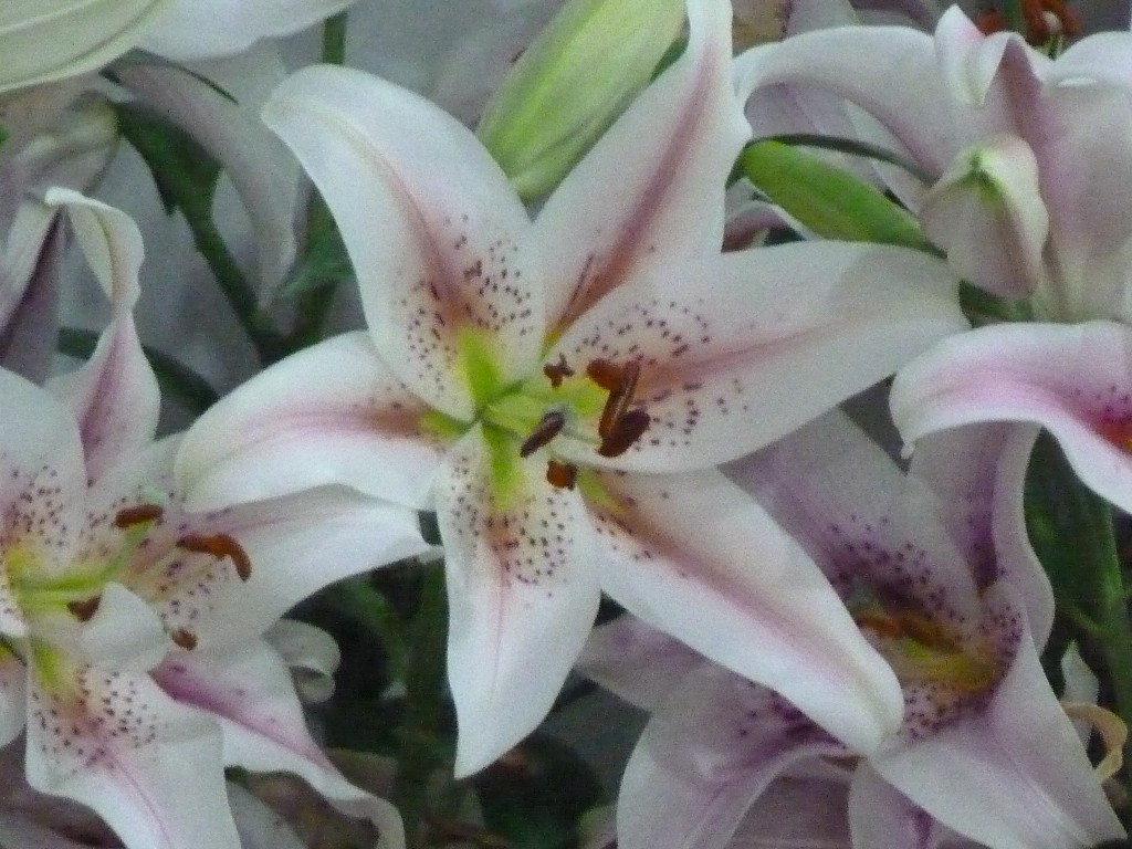 Foto: Exposición floral - Ciudad de Buenos Aires (Buenos Aires), Argentina