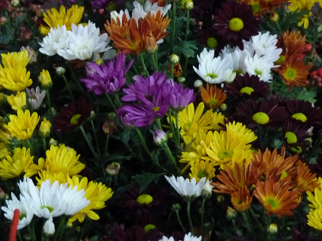 Foto: Exposición floral - Ciudad de Buenos Aires (Buenos Aires), Argentina