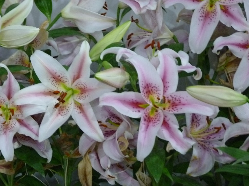 Foto: Exposición floral - Ciudad de Buenos Aires (Buenos Aires), Argentina