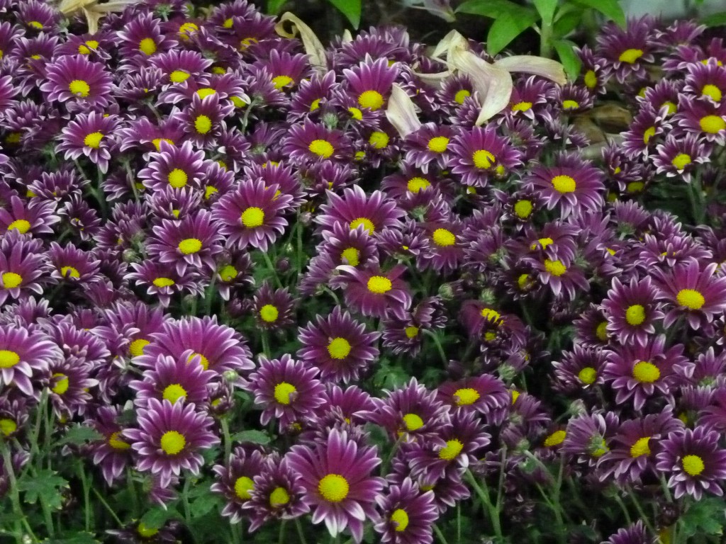 Foto: Exposición floral - Ciudad de Buenos Aires (Buenos Aires), Argentina