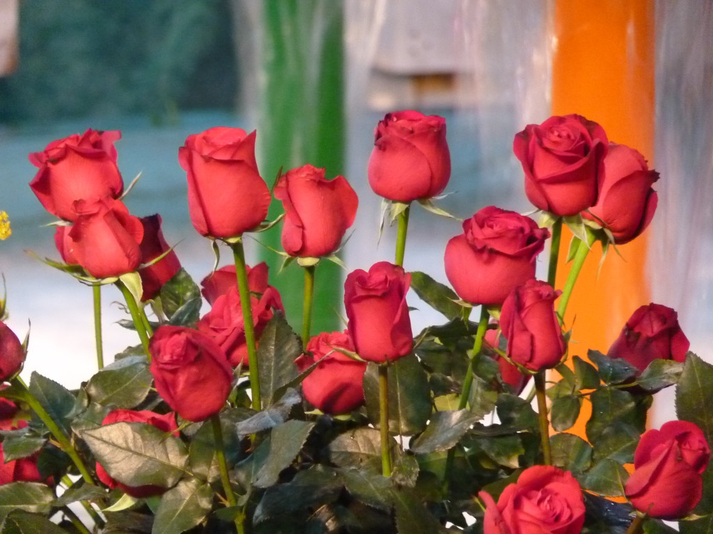 Foto: Exposición floral - Ciudad de Buenos Aires (Buenos Aires), Argentina