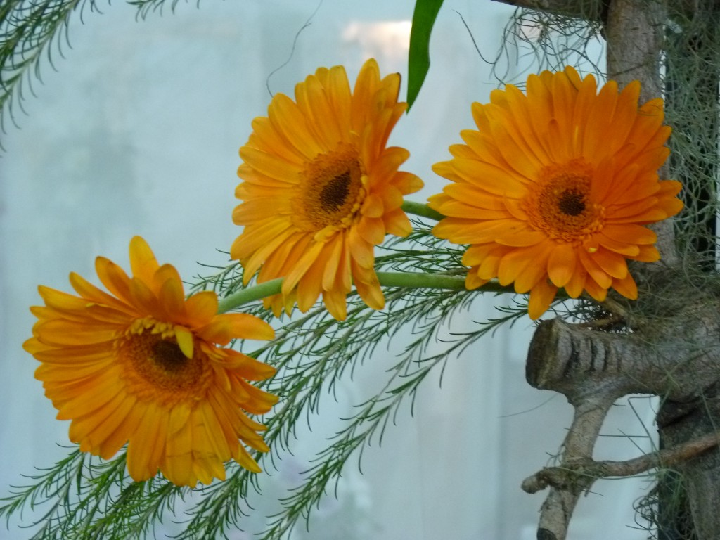 Foto: Exposición floral - Ciudad de Buenos Aires (Buenos Aires), Argentina