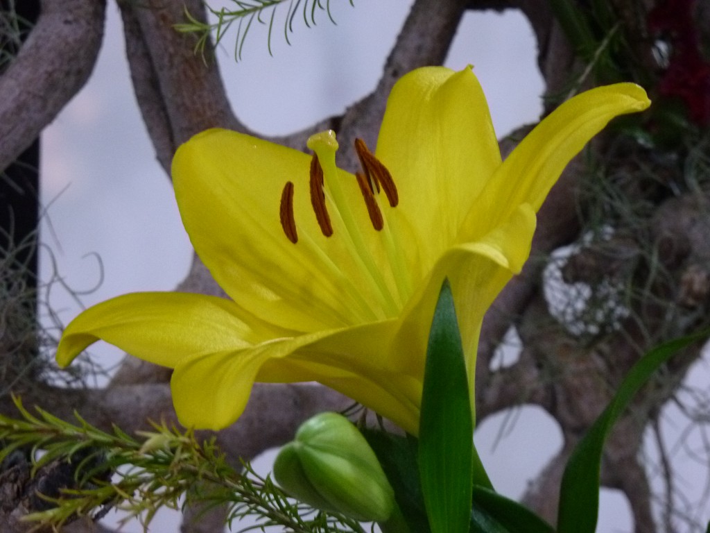 Foto: Exposición floral - Ciudad de Buenos Aires (Buenos Aires), Argentina