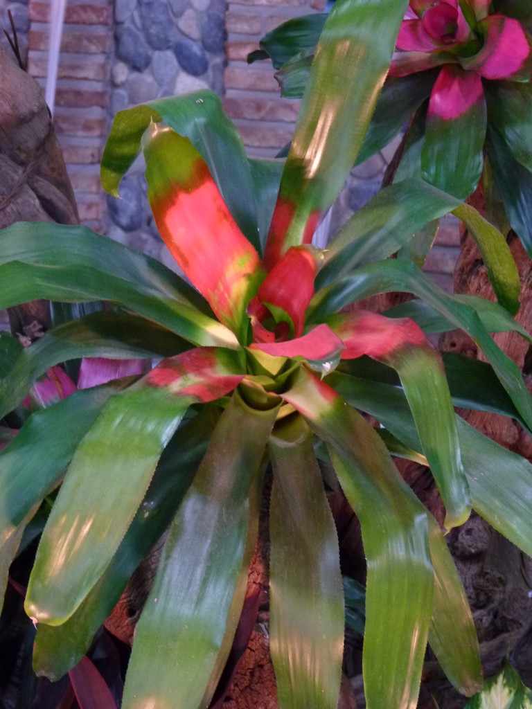 Foto: Exposición floral - Ciudad de Buenos Aires (Buenos Aires), Argentina