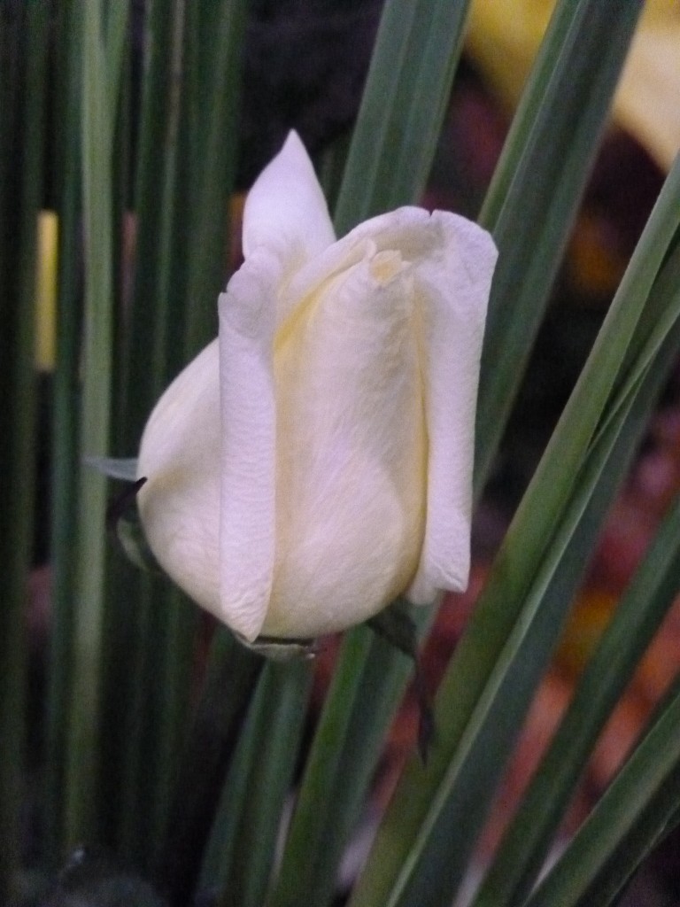 Foto: Exposición floral - Ciudad de Buenos Aires (Buenos Aires), Argentina