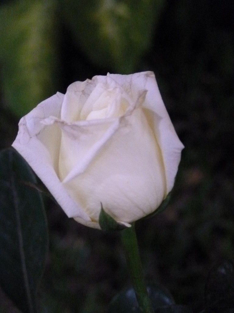 Foto: Exposición floral - Ciudad de Buenos Aires (Buenos Aires), Argentina