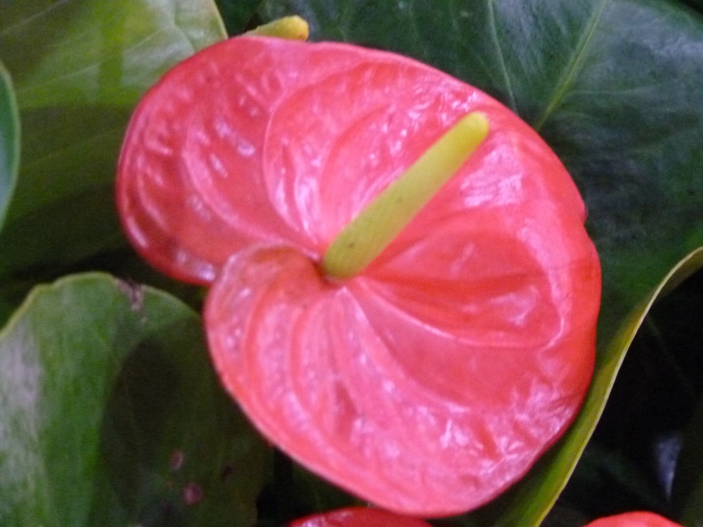 Foto: Exposición floral - Ciudad de Buenos Aires (Buenos Aires), Argentina