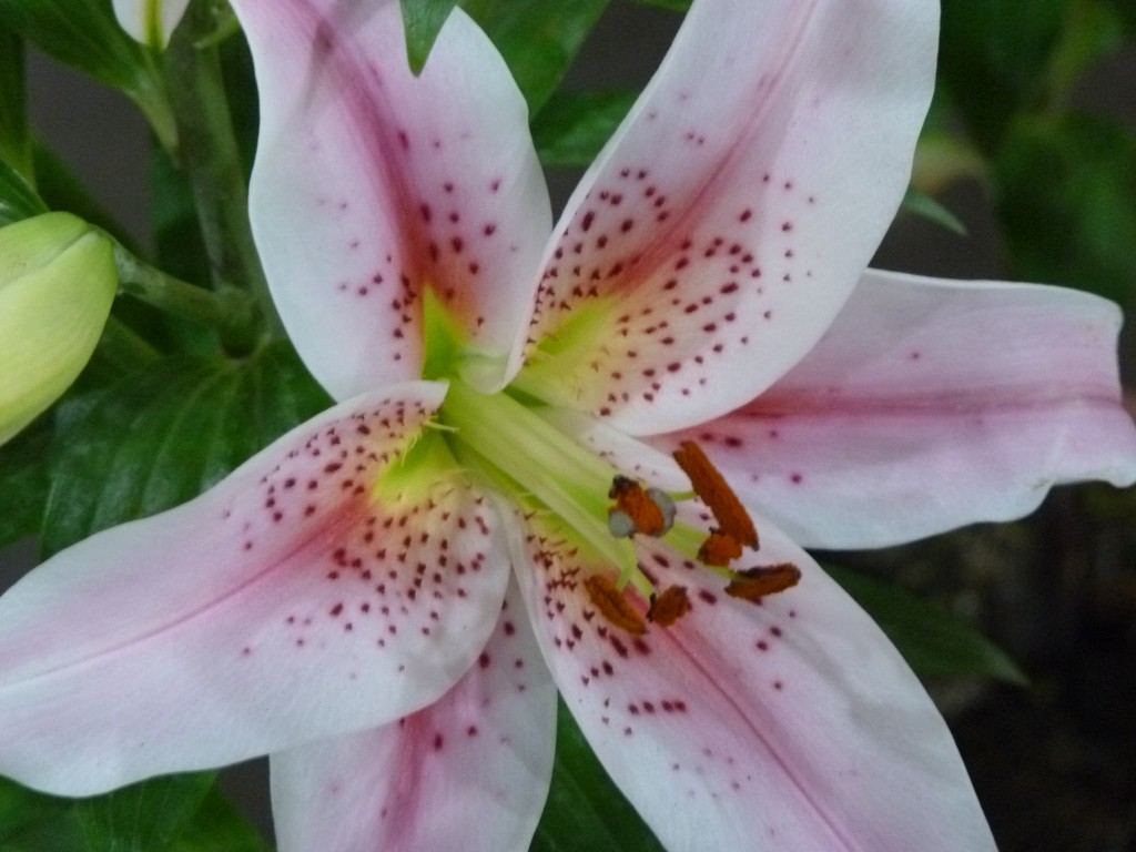 Foto: Exposición floral - Ciudad de Buenos Aires (Buenos Aires), Argentina