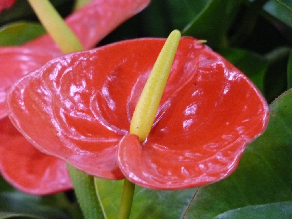 Foto: Exposición floral - Ciudad de Buenos Aires (Buenos Aires), Argentina