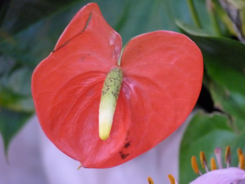 Foto: Exposición floral - Ciudad de Buenos Aires (Buenos Aires), Argentina