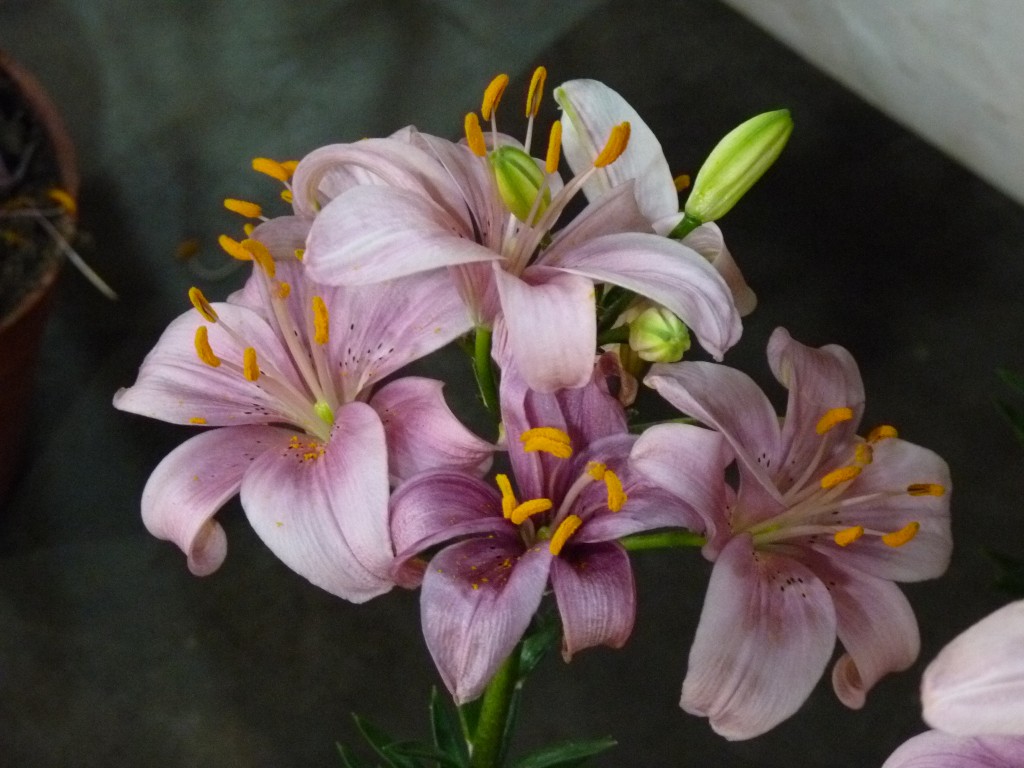 Foto: Exposición floral - Ciudad de Buenos Aires (Buenos Aires), Argentina