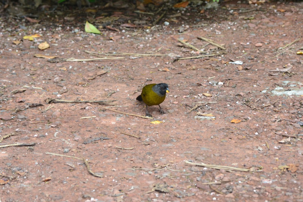 Foto: Pajaros - Volcán Poás (Alajuela), Costa Rica