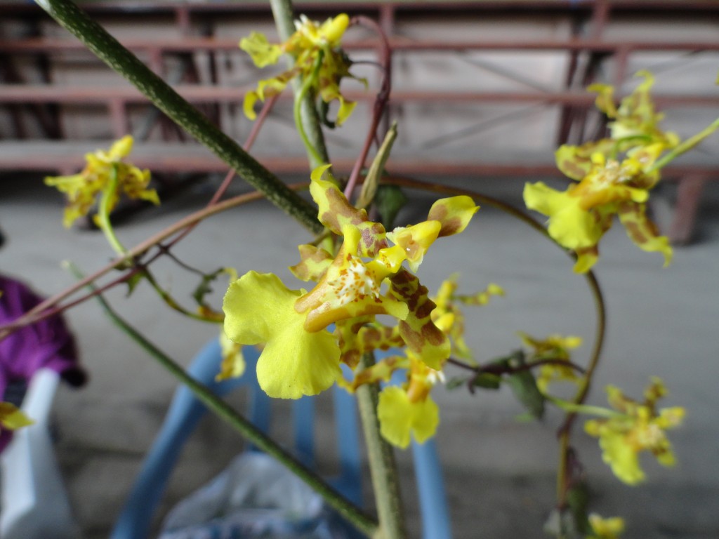 Foto: Orquídea - Simón Bolívar (Mushullacta) (Pastaza), Ecuador