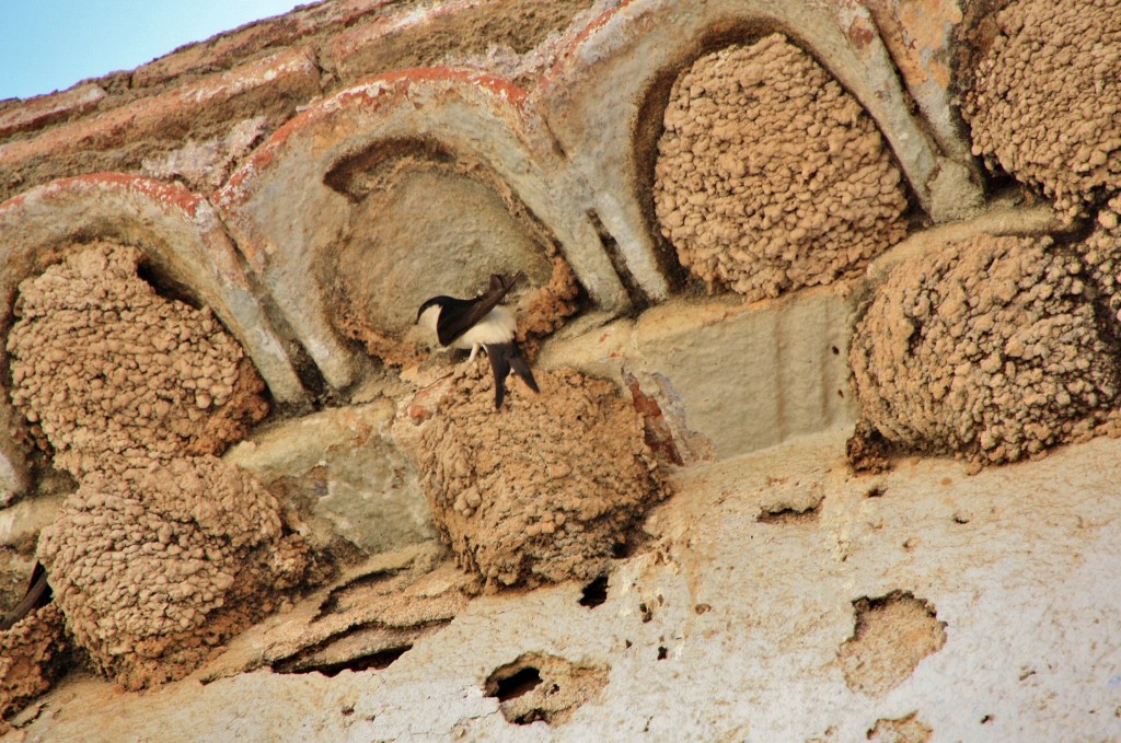 Foto: Golondrinas - El Pla de Santa María (Tarragona), España