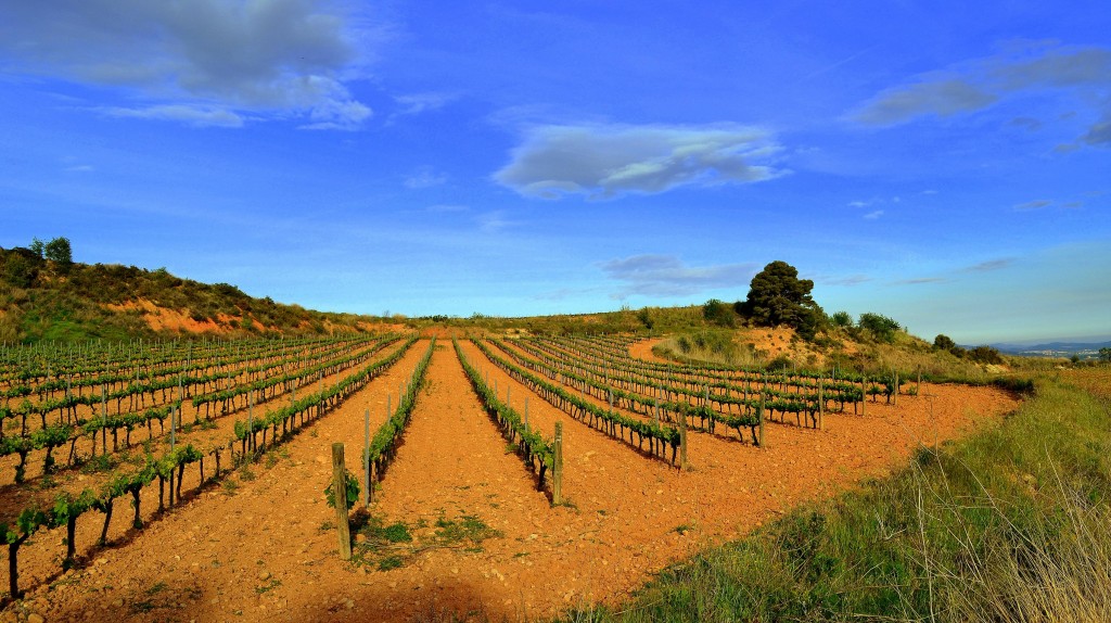 Foto: Viñas del Penedes, Barcelona. - Torrelles de Foix (Barcelona), España