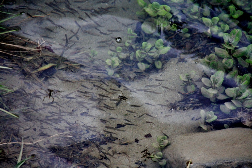 Foto: Peces en rio Esca - Roncal (Navarra), España