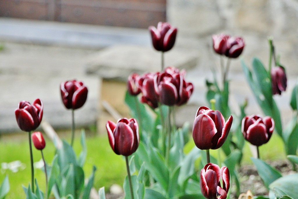 Foto: Tulipanes - Lesaka (Navarra), España