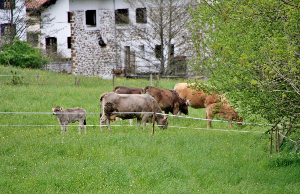 Foto: Animalitos - Etxalar (Navarra), España