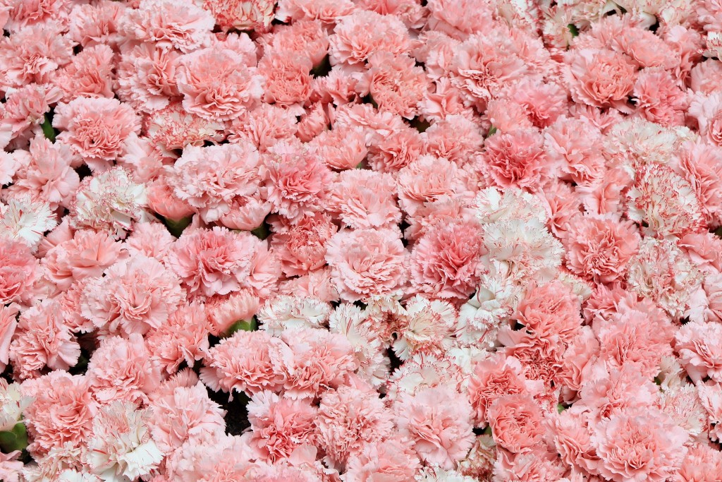 Foto: Alfombras de flores - La Garriga (Barcelona), España