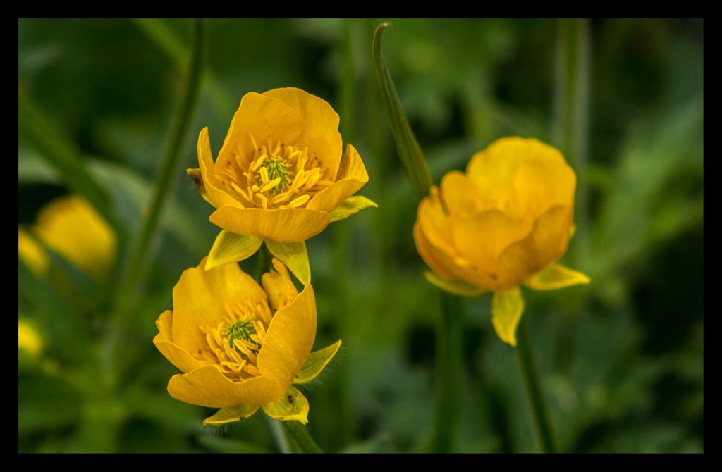 Foto: Flores - Pirineos (Huesca), España