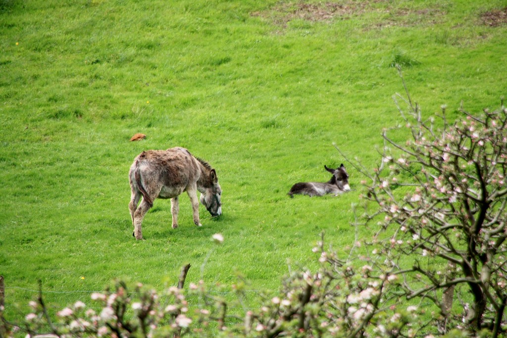 Foto: Pastando - Maya (Navarra), España