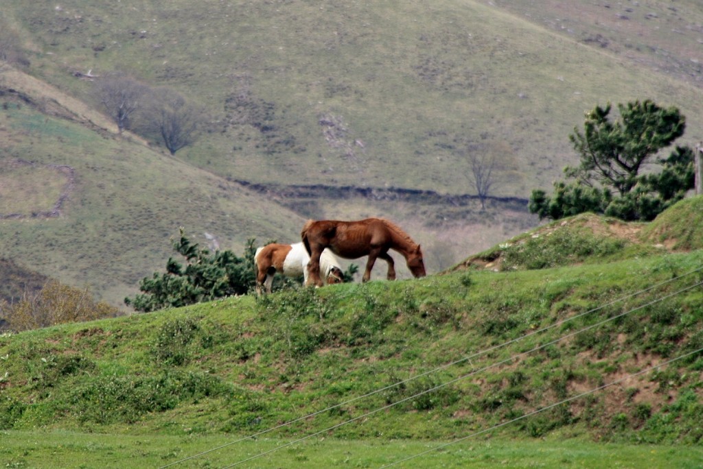 Foto: Pastando - Maya (Navarra), España