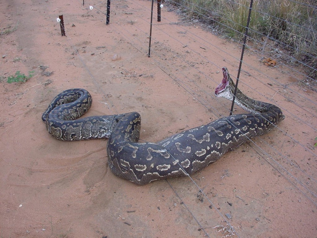 Foto: BOA - Lorocachi (Pastaza), Ecuador