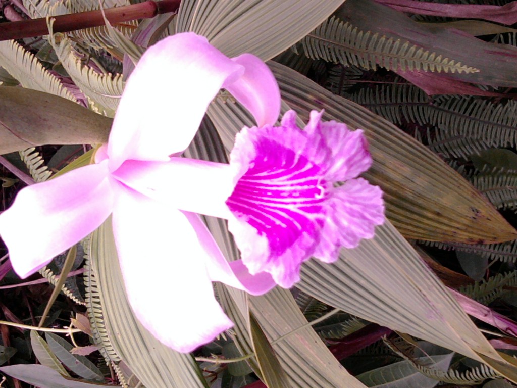 Foto: Orquidea - Simón Bolívar (Pastaza), Ecuador