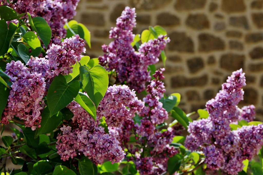 Foto: Un poco de color - Ujué (Navarra), España