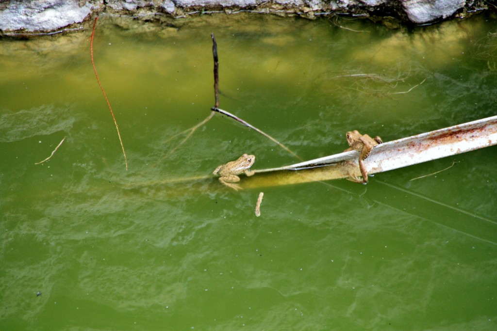 Foto: Recinto amurallado: aljibe - Rada (Navarra), España