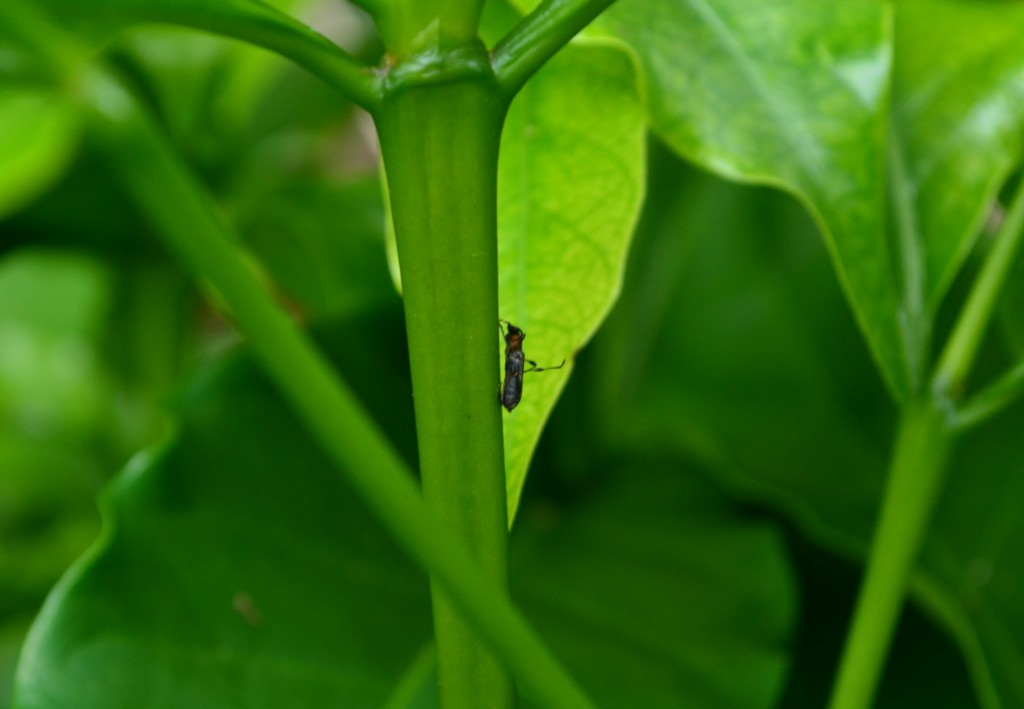 Foto: SAN IGNACIO - San Ignacio De Acosta (San José), Costa Rica