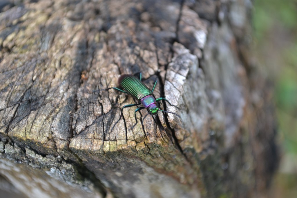 Foto: SAN IGNACIO - San Ignacio De Acosta (San José), Costa Rica