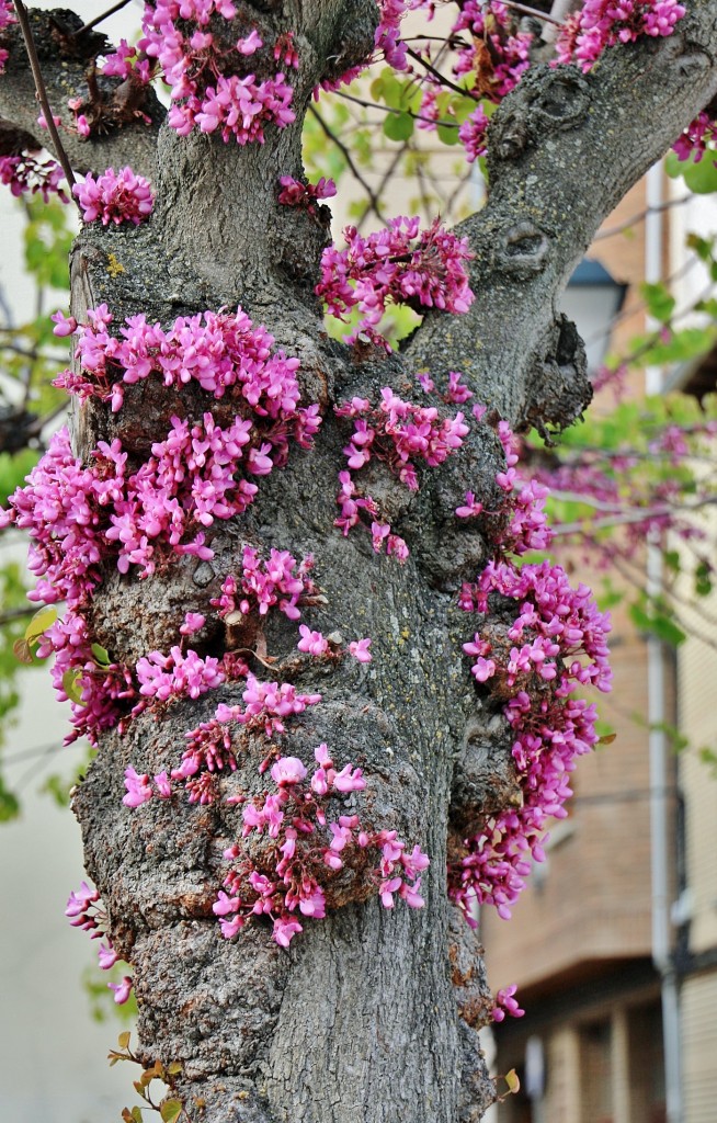 Foto: Comienza la primavera - Marcilla (Navarra), España