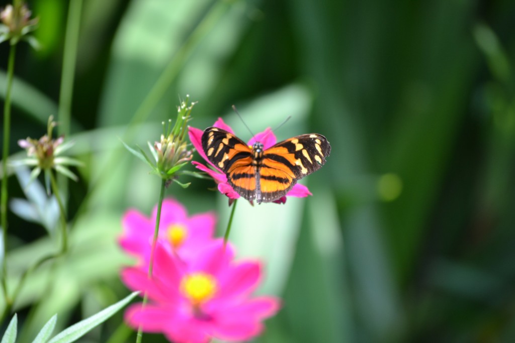 Foto: The Butterfly Farm - La Guácima (Alajuela), Costa Rica