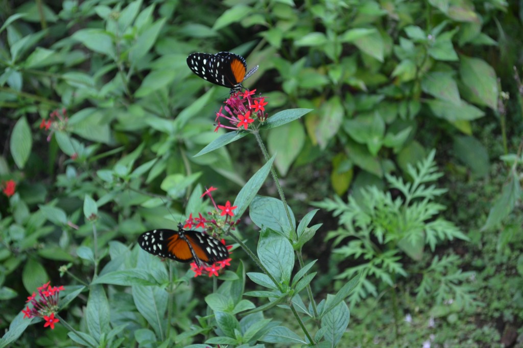 Foto: The Butterfly Farm - La Guácima (Alajuela), Costa Rica