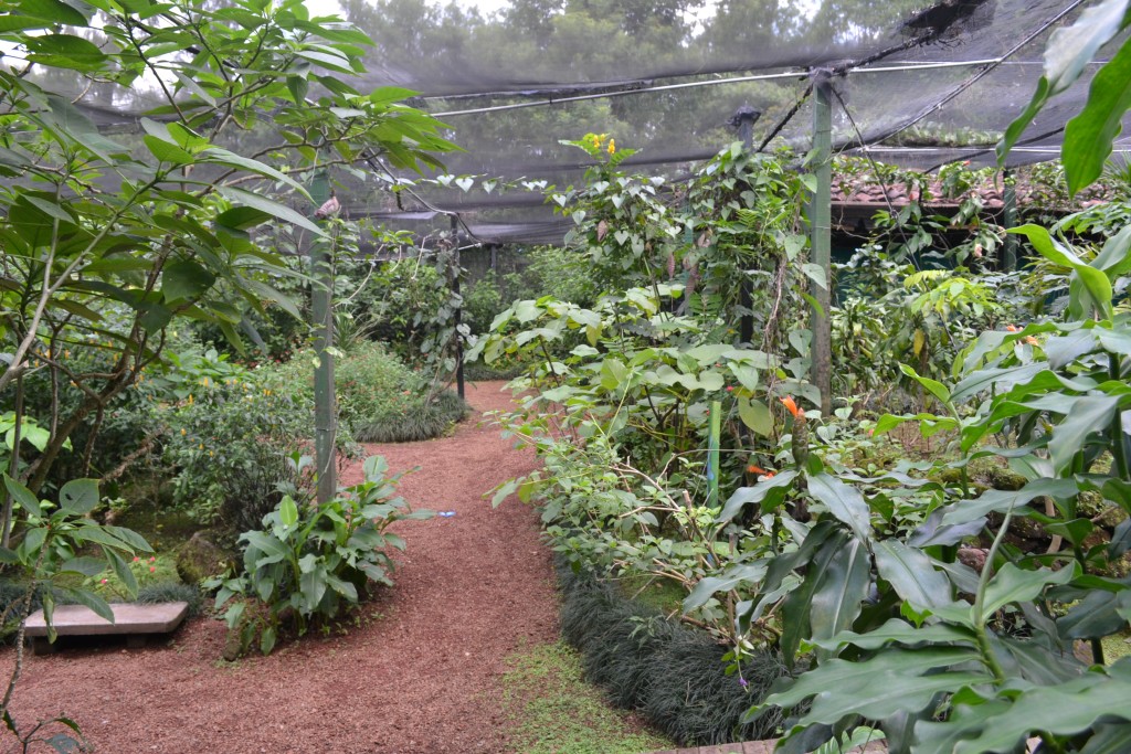 Foto: The Butterfly Farm - La Guácima (Alajuela), Costa Rica