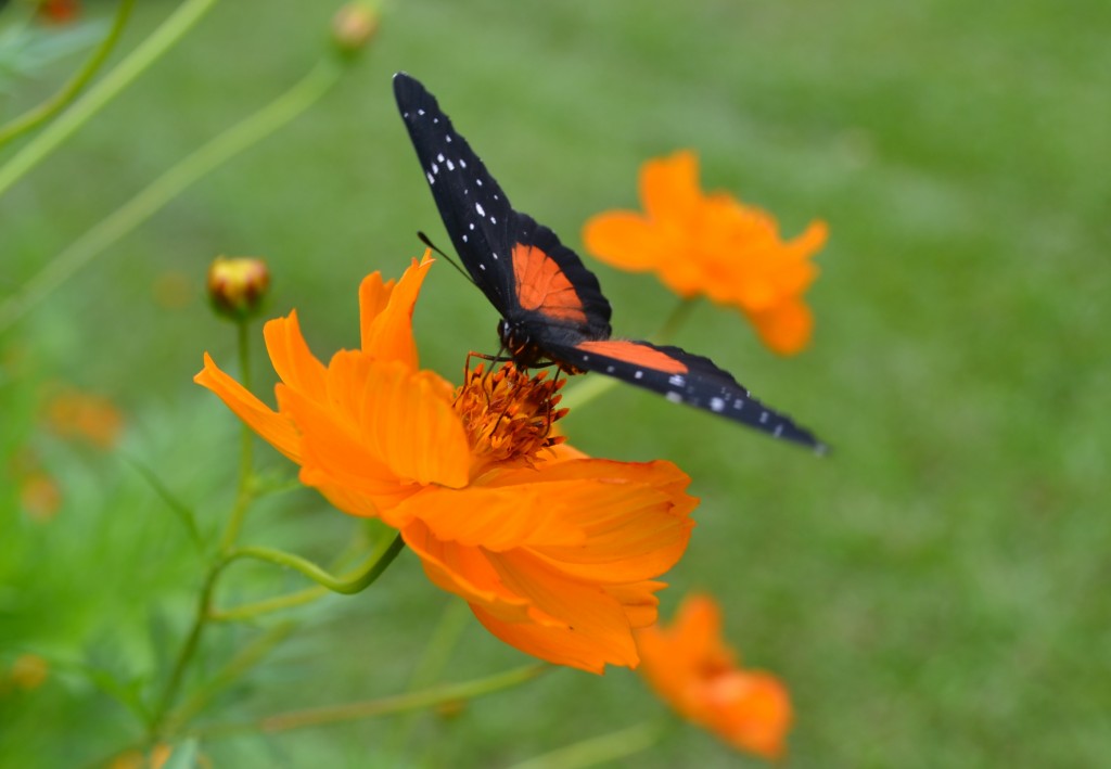 Foto: The Butterfly Farm - La Guácima (Alajuela), Costa Rica