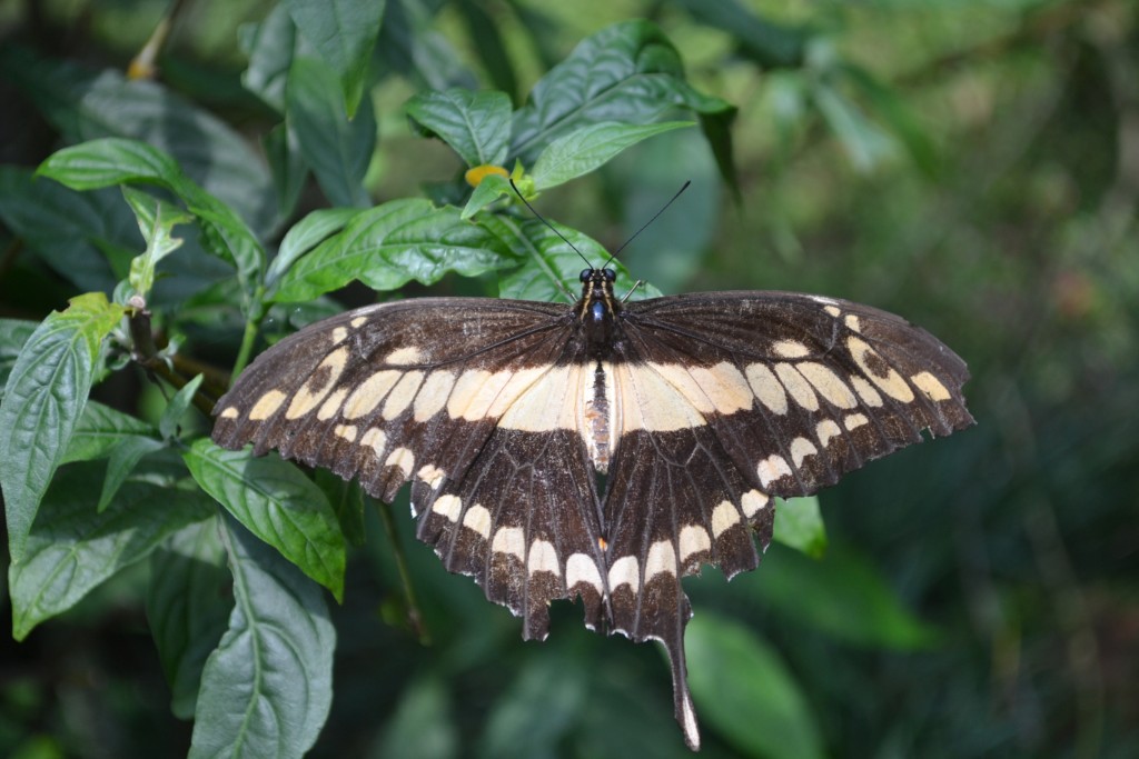 Foto de La Guácima (Alajuela), Costa Rica