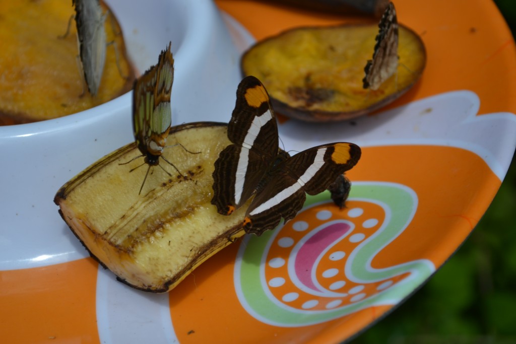 Foto: The Butterfly Farm - La Guácima (Alajuela), Costa Rica