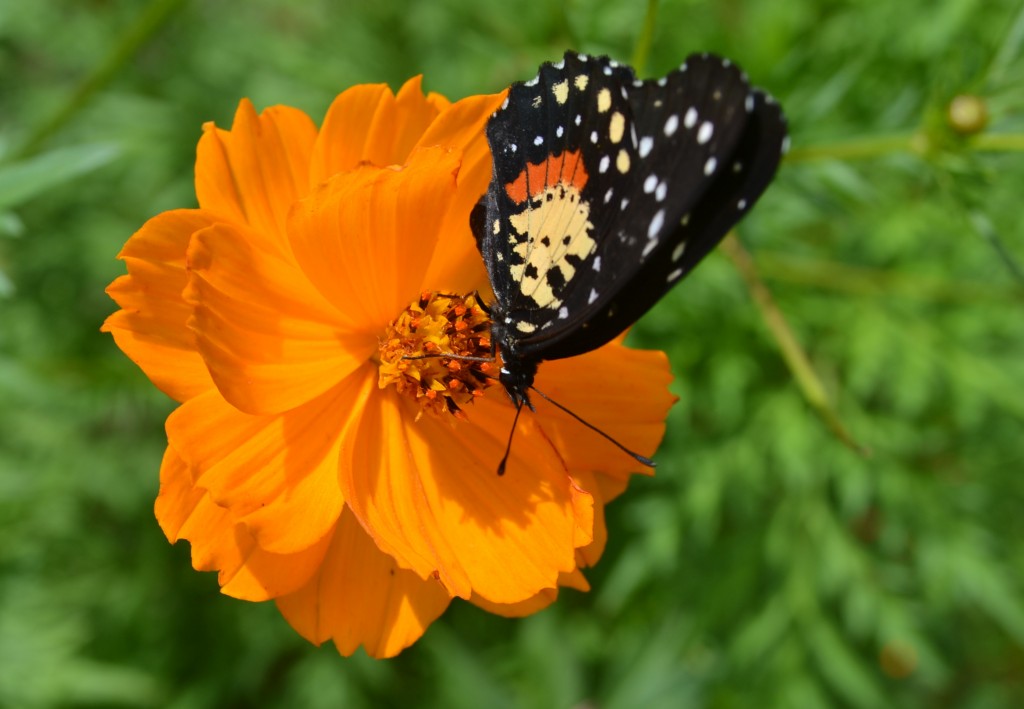 Foto: The Butterfly Farm - La Guácima (Alajuela), Costa Rica