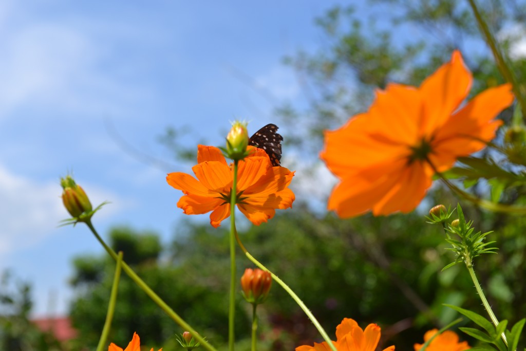 Foto: The Butterfly Farm - La Guácima (Alajuela), Costa Rica