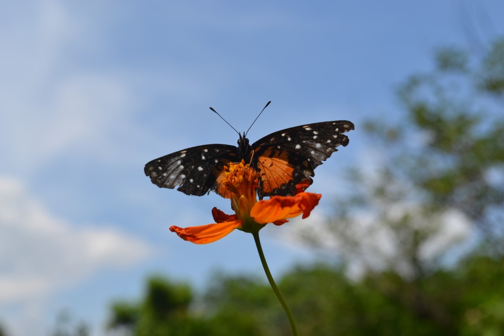 Foto: The Butterfly Farm - La Guácima (Alajuela), Costa Rica