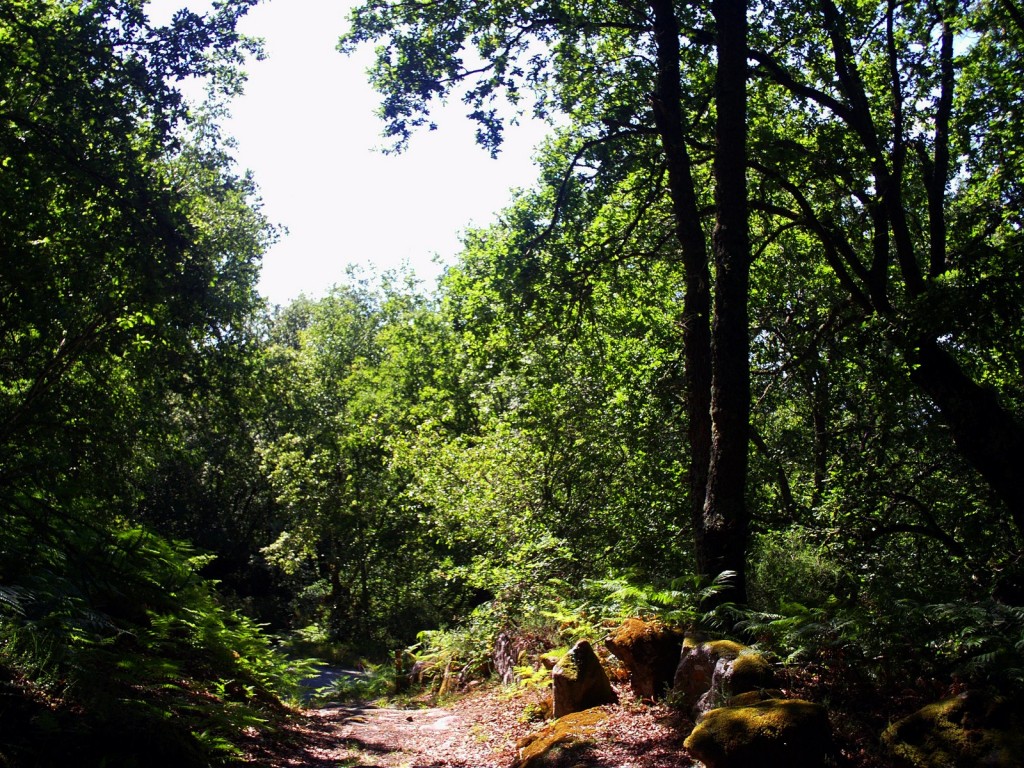 Foto: CAMINO AL HORNO - Santa Mariña De Las Aguas Santas (Ourense), España